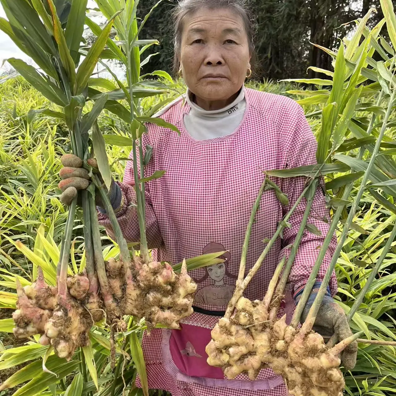 （小块姜）贵州新鲜现挖小黄姜嫩姜辛辣多汁山地种植生姜农家直发