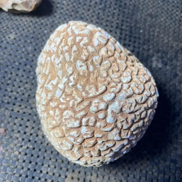 蛋白石 开片蛋白