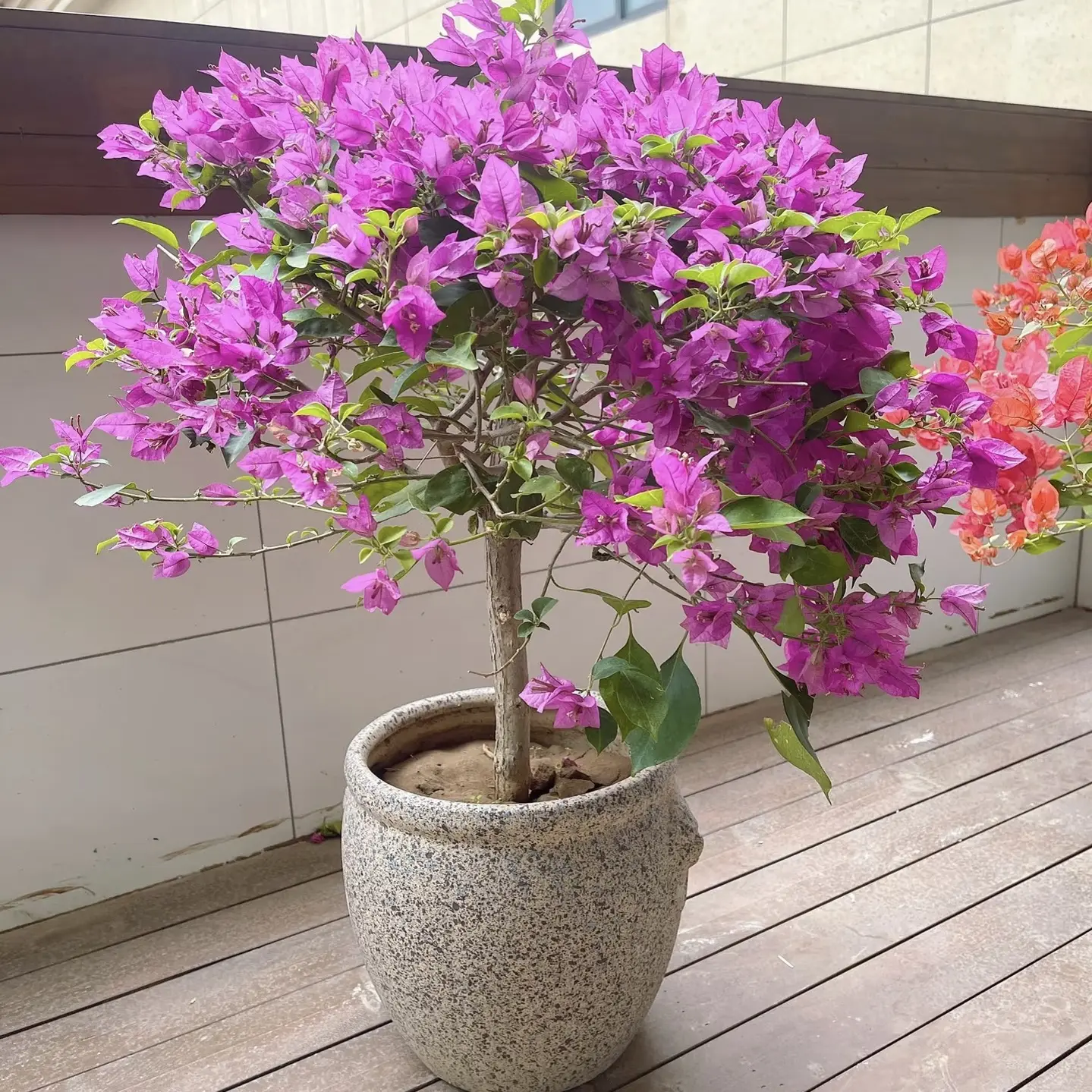 三角梅棒棒糖云南紫60-80CM高度独杆老桩发货懒人好养盆栽地栽