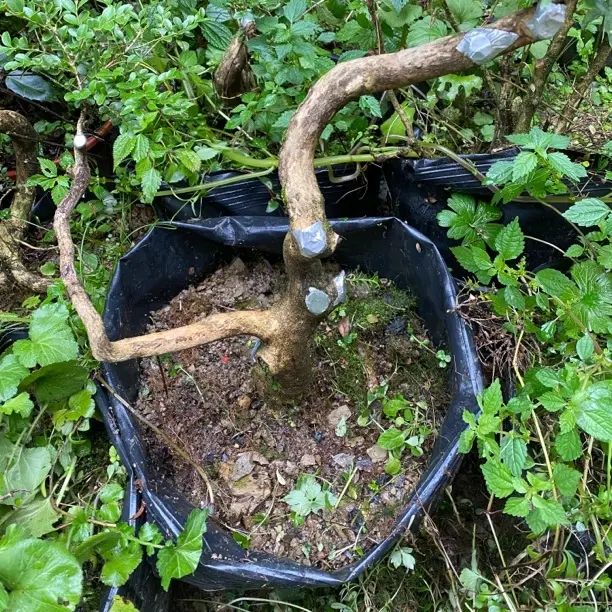 原生山采小叶黄杨