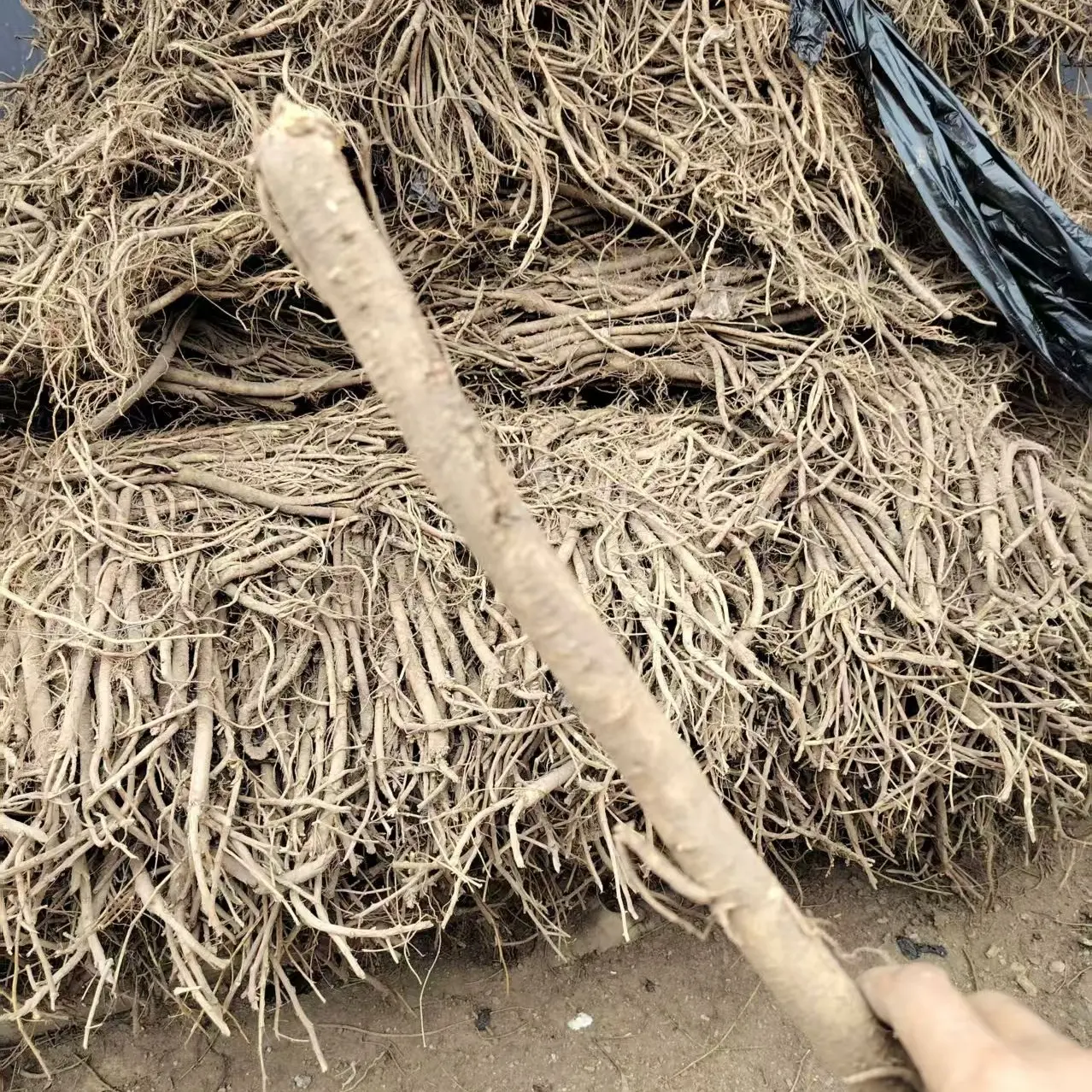 甘肃岷县新鲜黄芪现挖整条产地直发煲汤泡水炖肉当季鲜货原味滋补