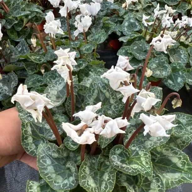 白色皱边小花仙客来带花苞室内花卉好养观花盆栽桌面植物