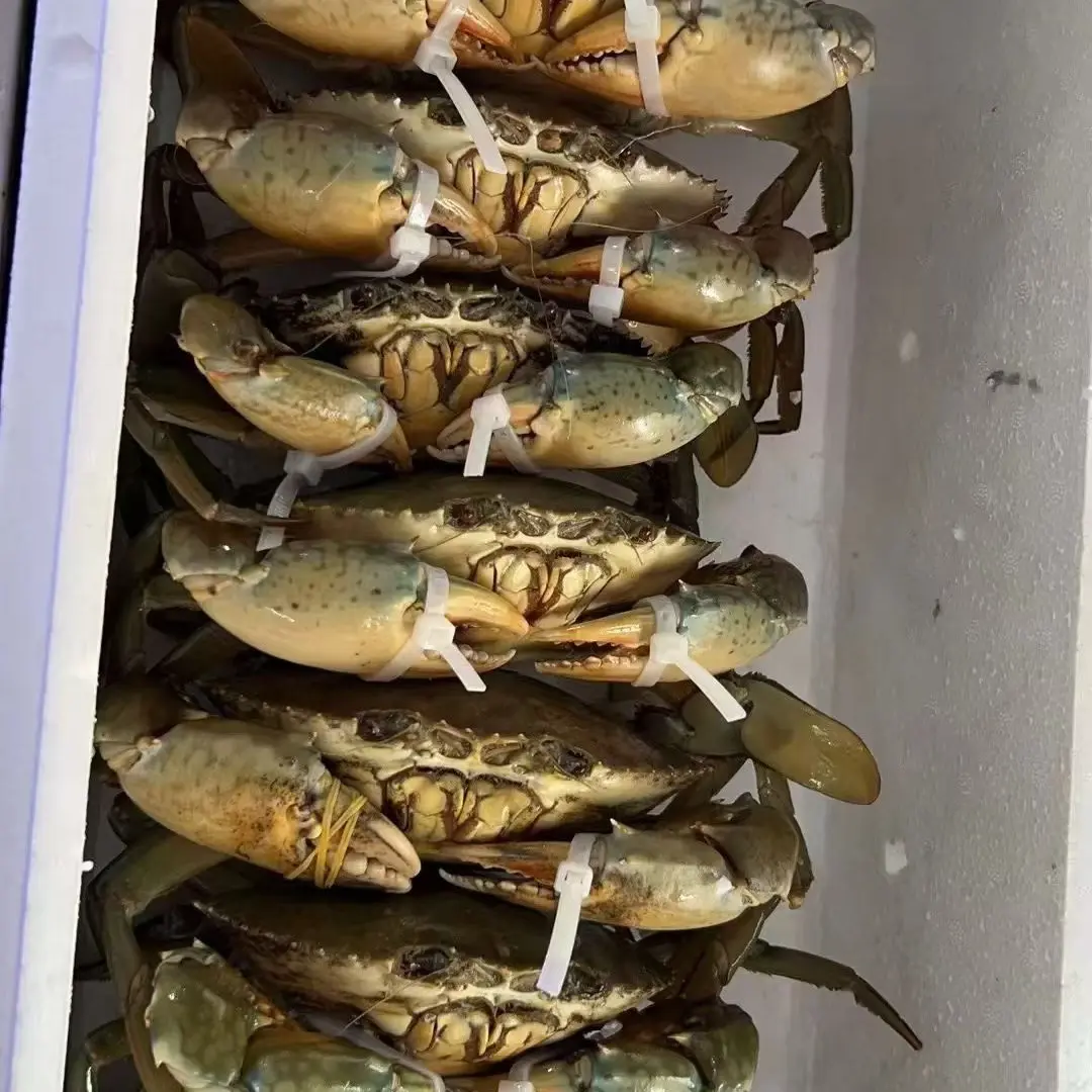 【福建幼兰海鲜】 惠安小岞野生海捕母红膏蟹肉质鲜美饱满顺丰包邮