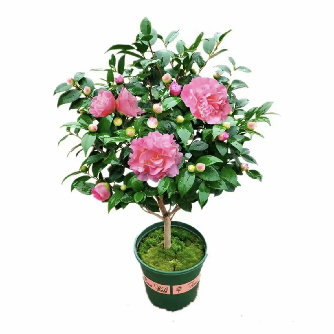 带花苞浓香型茶花盆栽室内外种植耐寒耐热好养