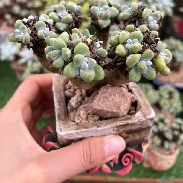 绿豆拇指仙女杯老桩