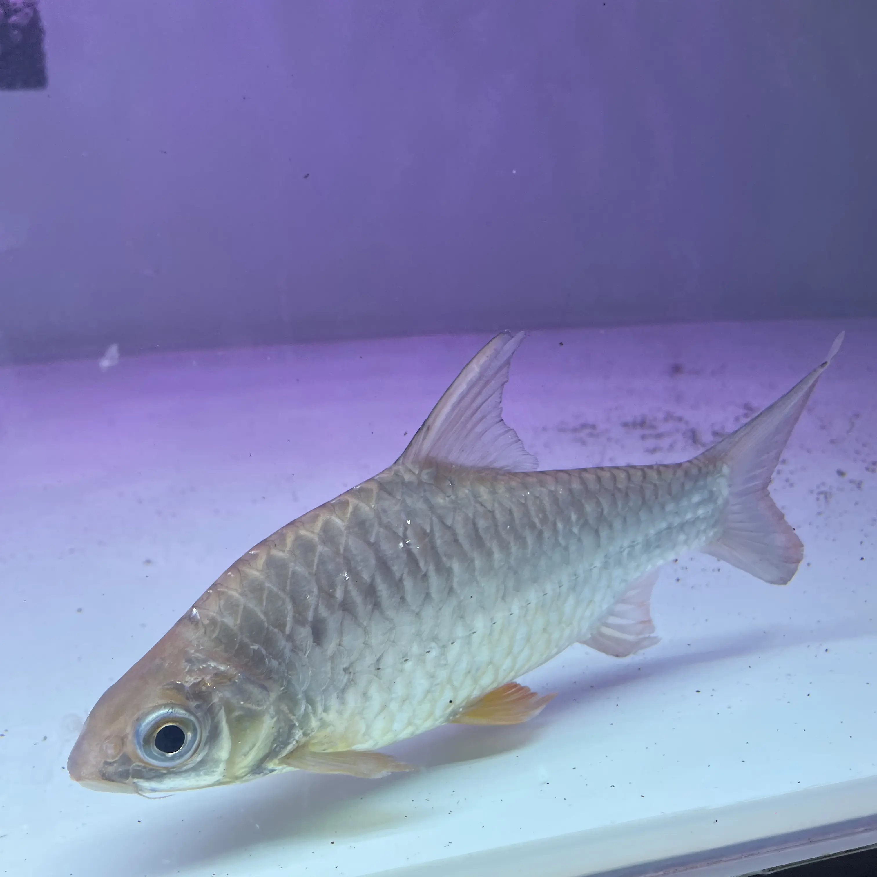 柠檬鲫龙鱼配鱼微短身淡水热带观赏鱼