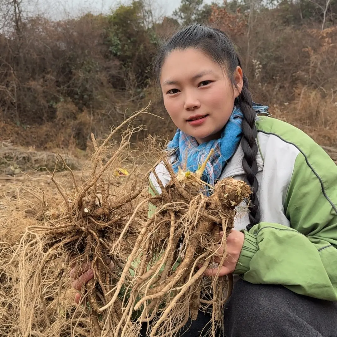 大凉山新鲜当归鲜货5斤现挖现发
