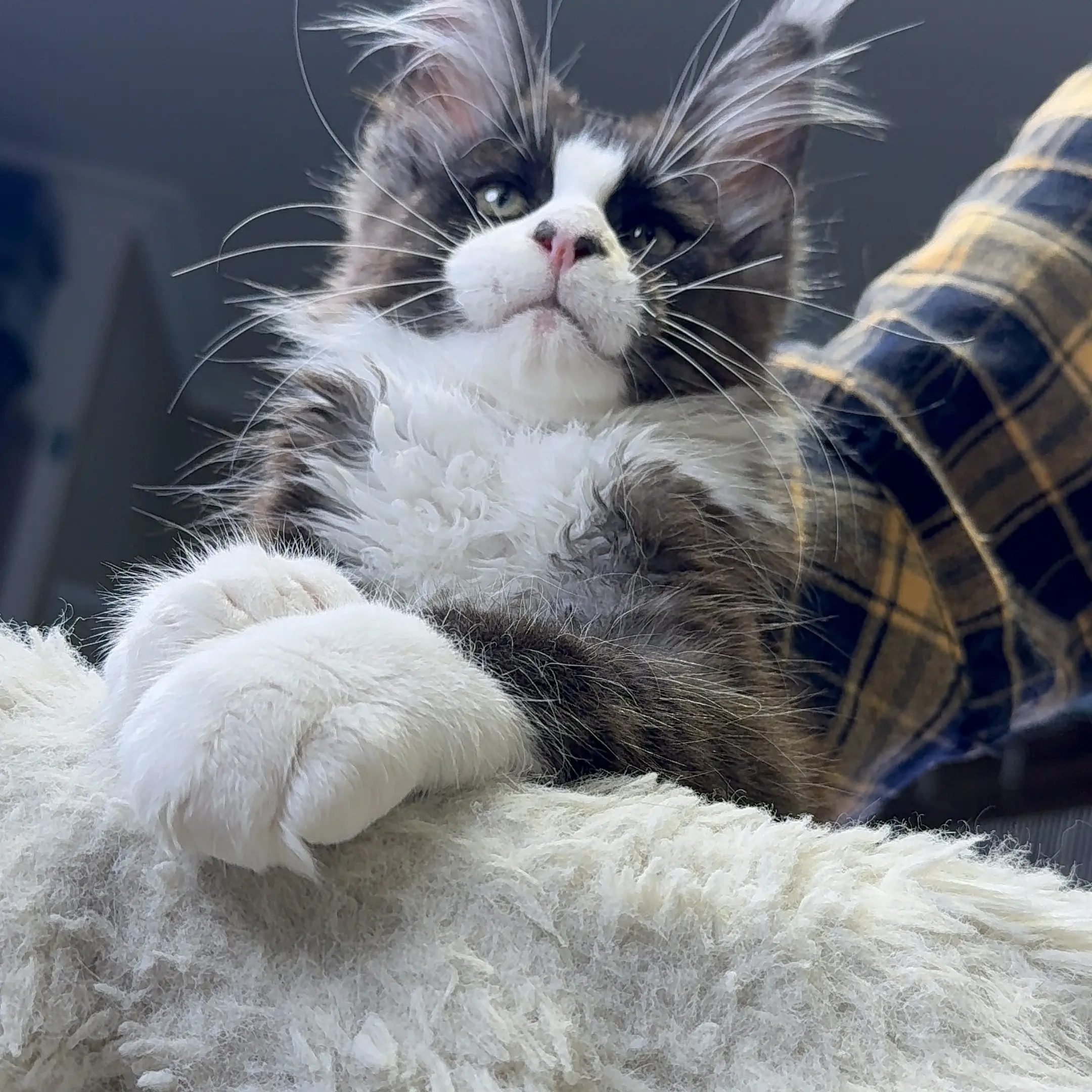 精品缅因猫，大刷子，奶牛色缅因猫