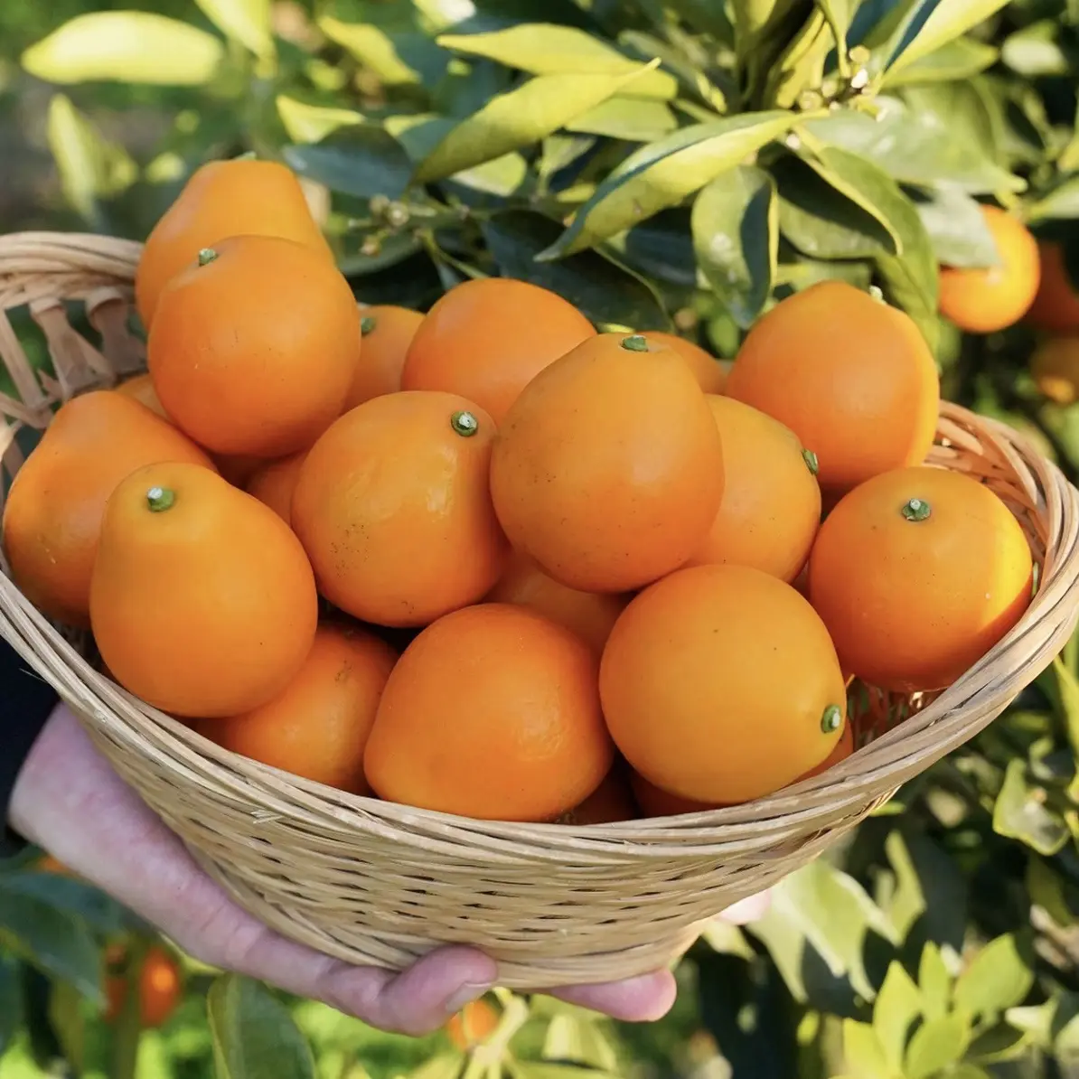 四川省攀枝花市应季26度脆蜜金桔