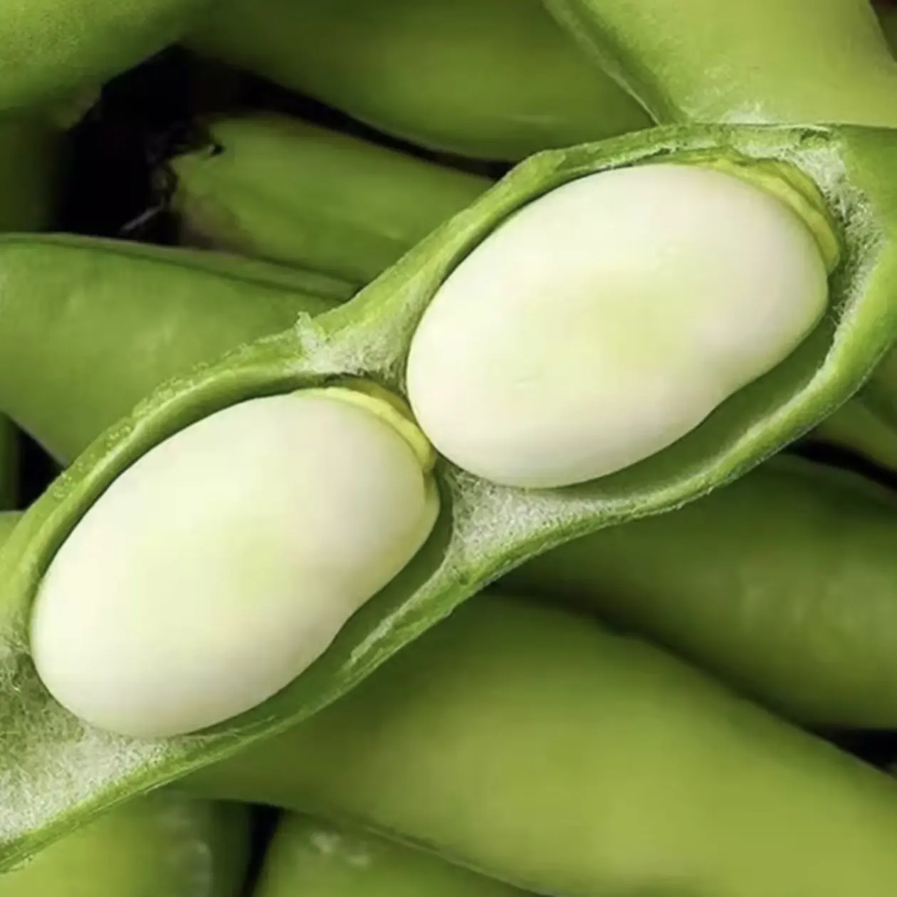 云南新鲜带壳蚕豆 当季农家现摘