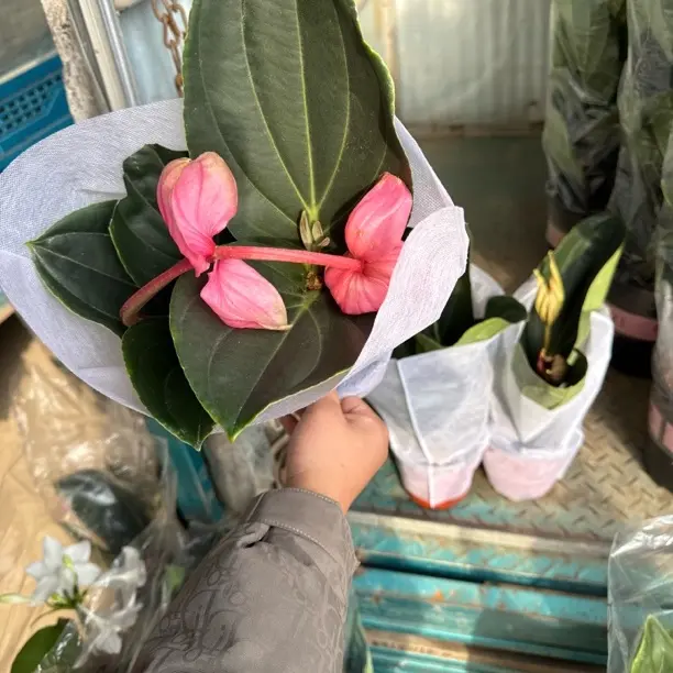 《宝莲灯》盆栽带花苞室内高档绿植多年生木本植物红色好养易活