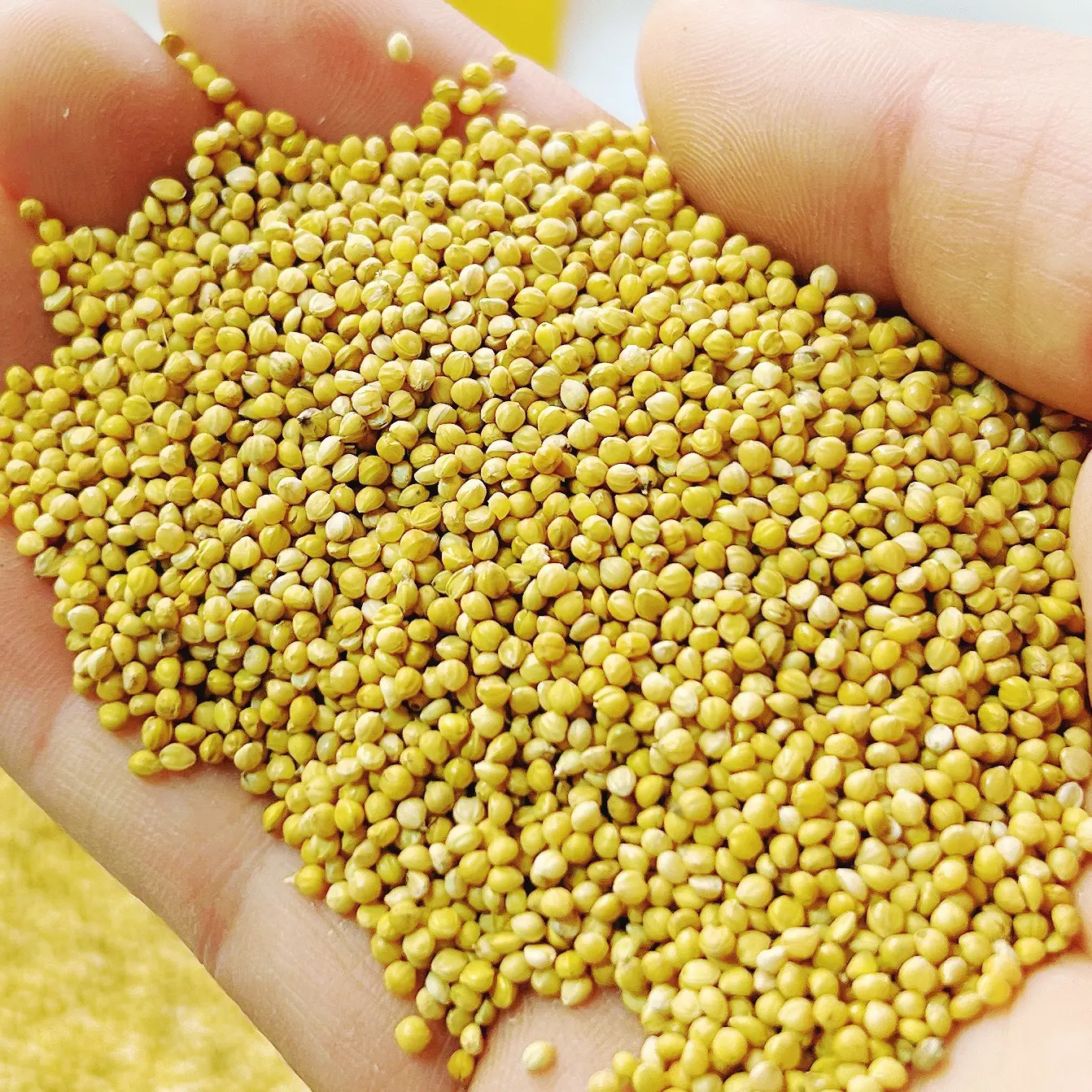 带壳黄谷子鹦鹉鸟粮适合虎皮牡丹玄凤等鹦鹉