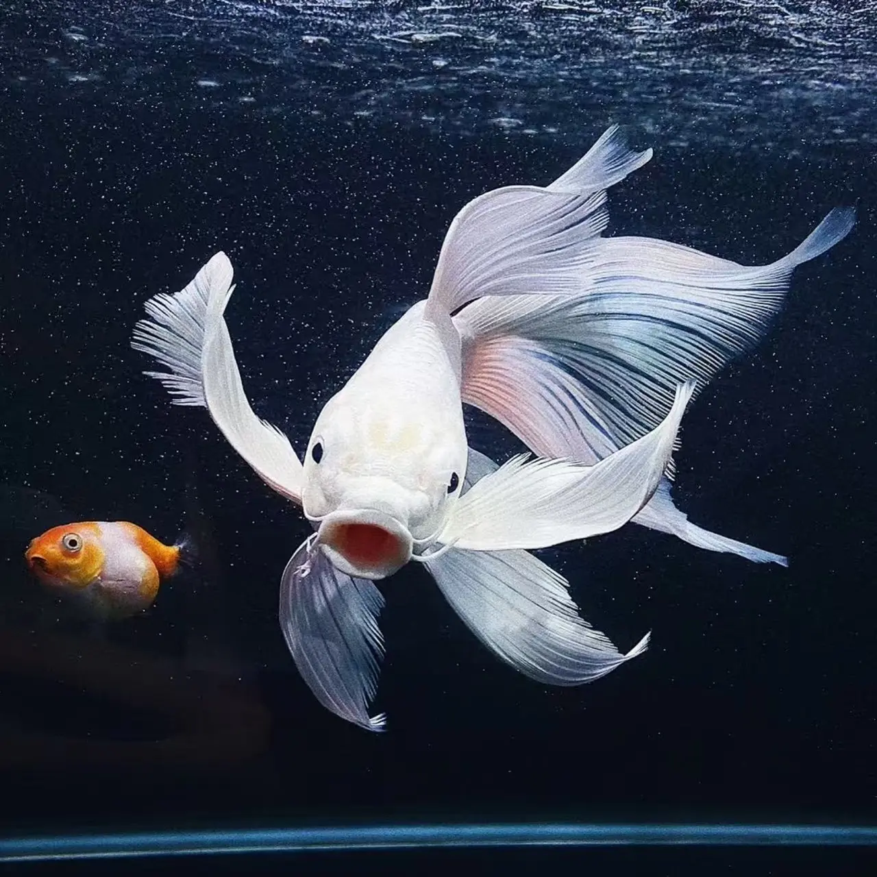 35-50公分普身长尾白蝴蝶鲤冷水观赏鱼好养耐活淡水鱼