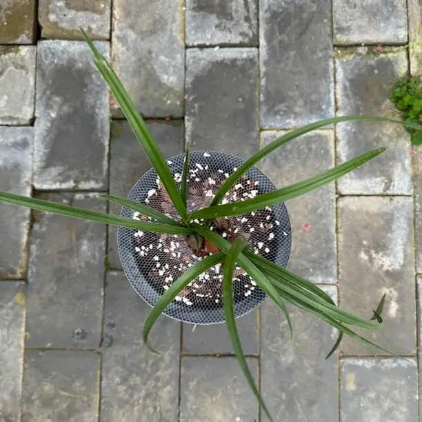 兰花直播间以实拍为准私拍不发货