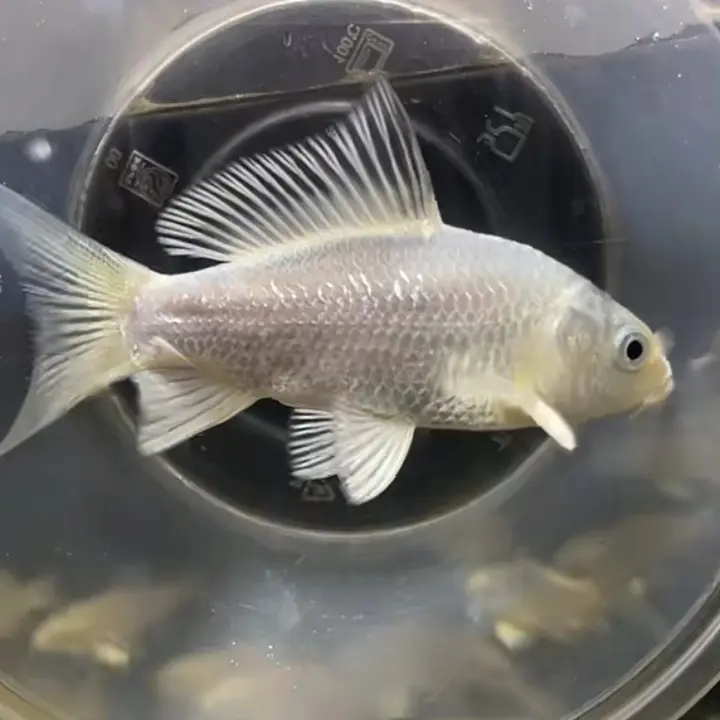 一物一拍天花板赛级精品白普白短蝴蝶鲤大圆手鳍七鳍尾鳍臀鳍饱满