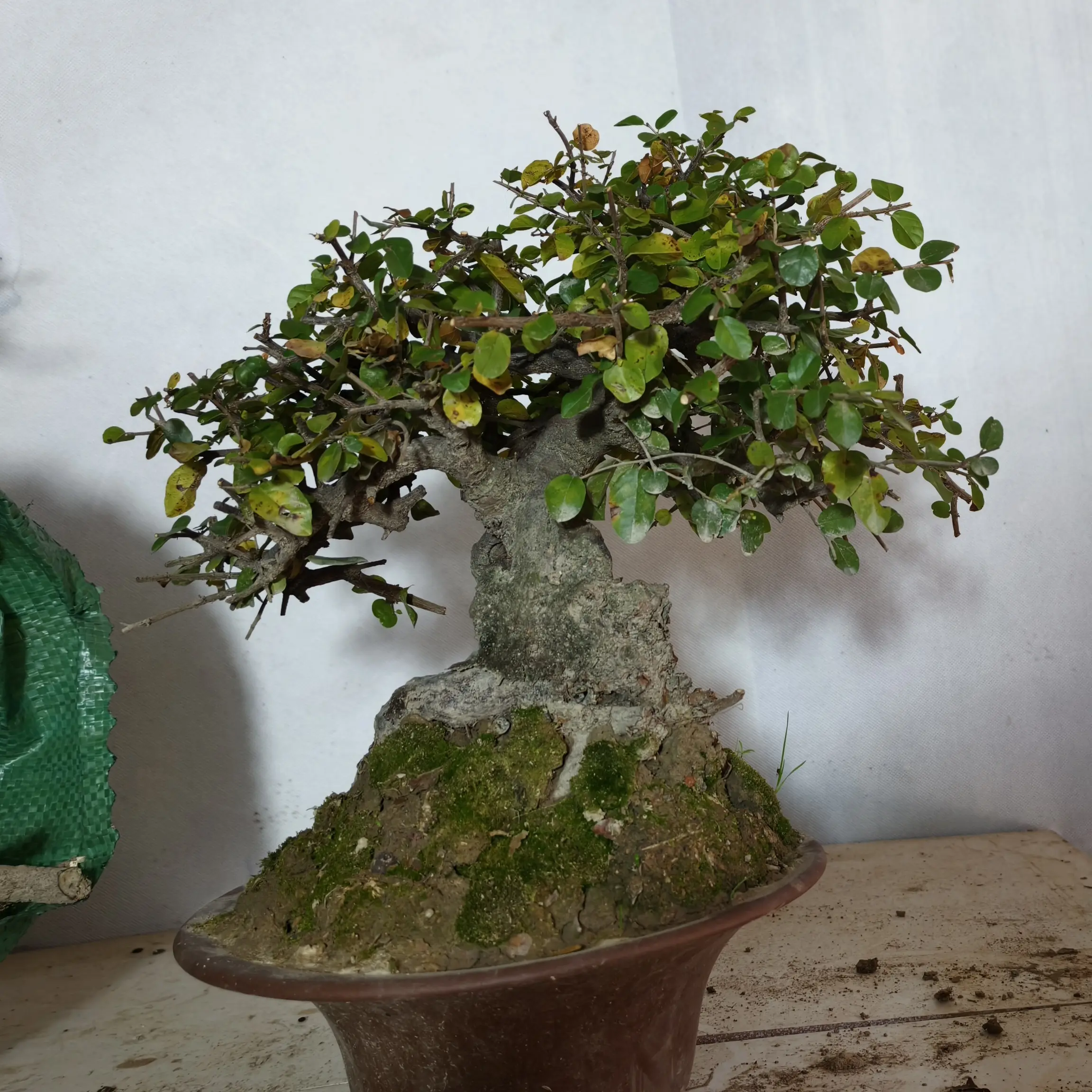 小叶榔榆一本多杆丛林树盆景室内外绿植办公室阳台庭院盆栽