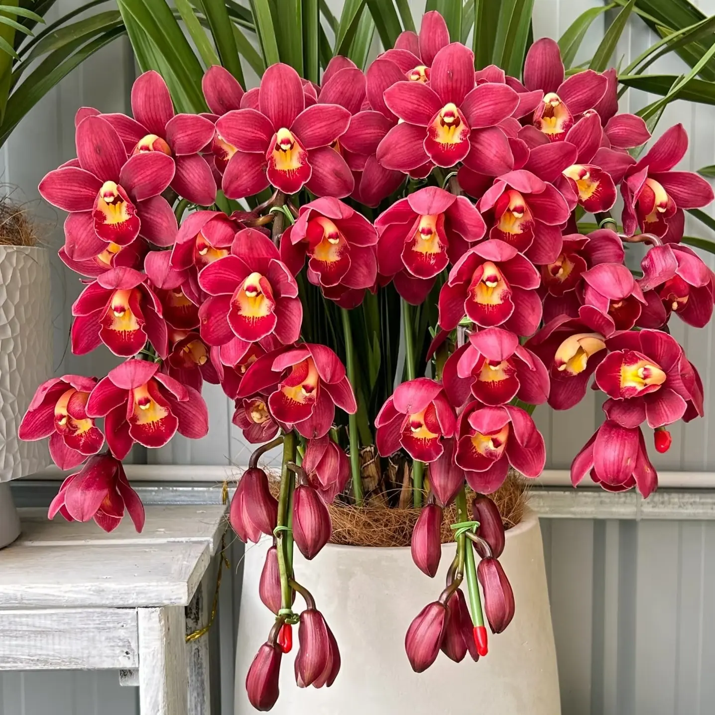 精品【绿叶大红袍】大花蕙兰带花苞室内外盆栽好养易活花浓香型兰花