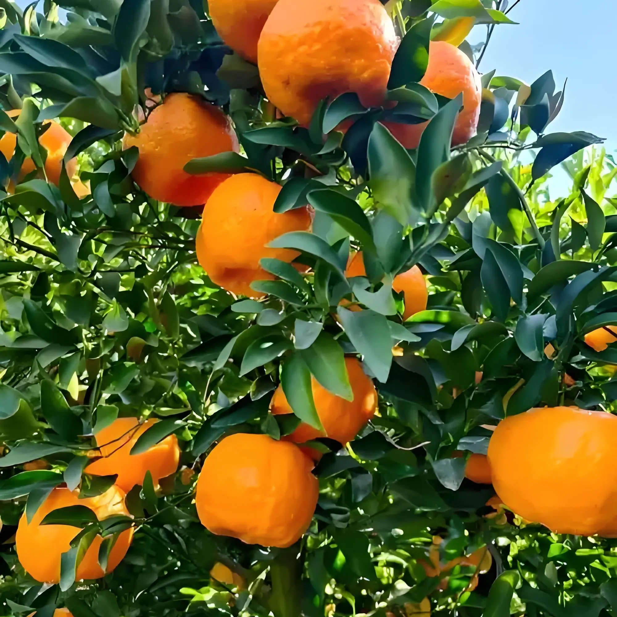《椪柑》重庆梁平农家露天种植椪柑自然成熟新鲜多汁现摘现发柑子