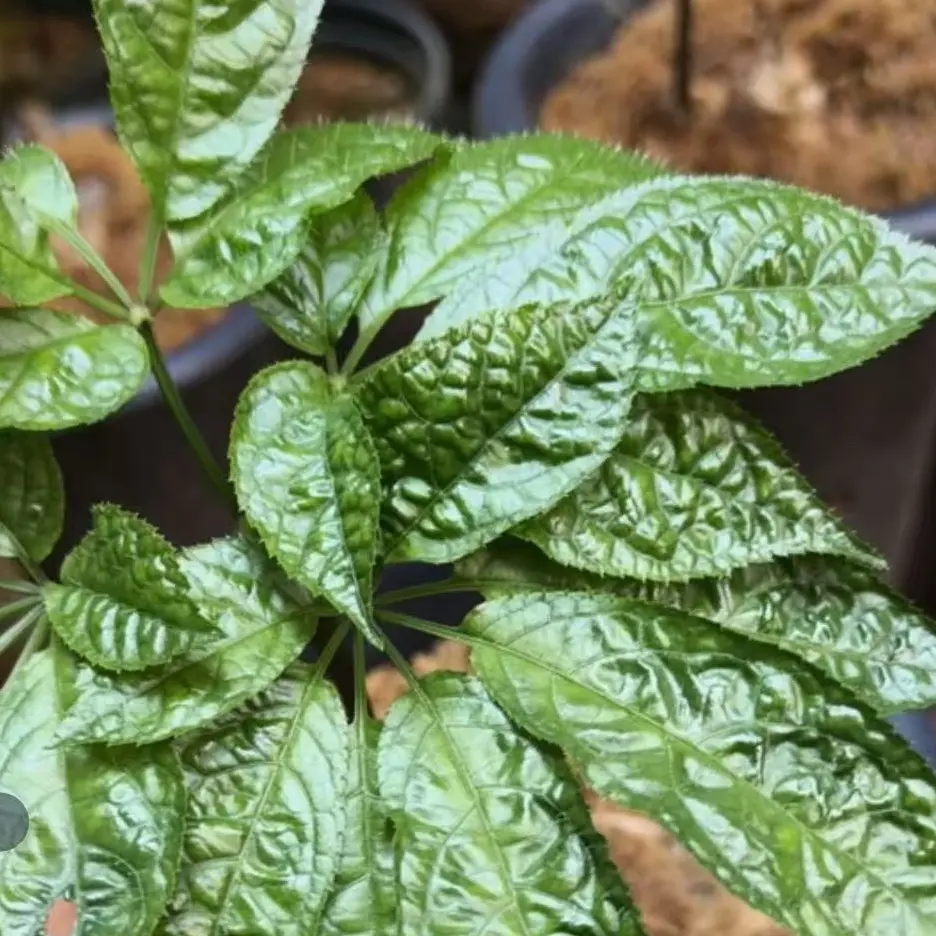 薄荷盆栽室内驱蚊绿植留兰香新鲜薄荷叶四季香草植物花卉