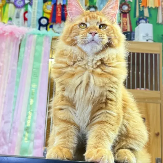 高品质缅因猫红虎棕虎烟灰选猫链接非图片猫咪