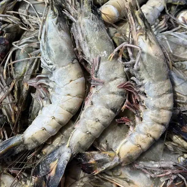 【小花家】新鲜速冻黑虎虾斑节对虾3斤