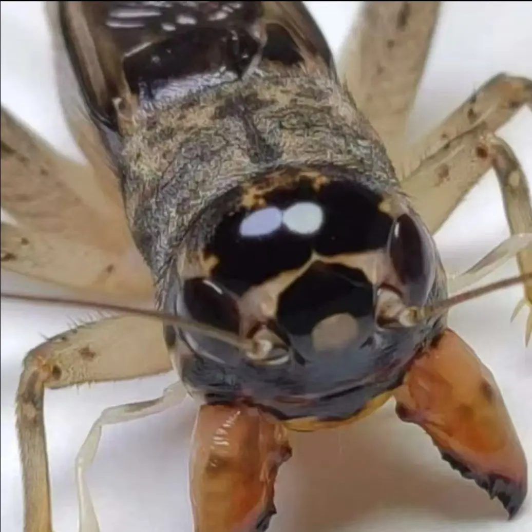 天津老琦精品斗蟋