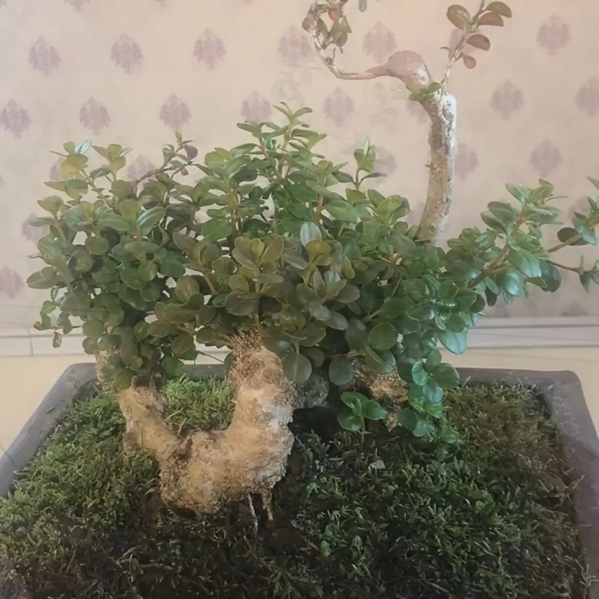 珍珠黄杨盆景素材