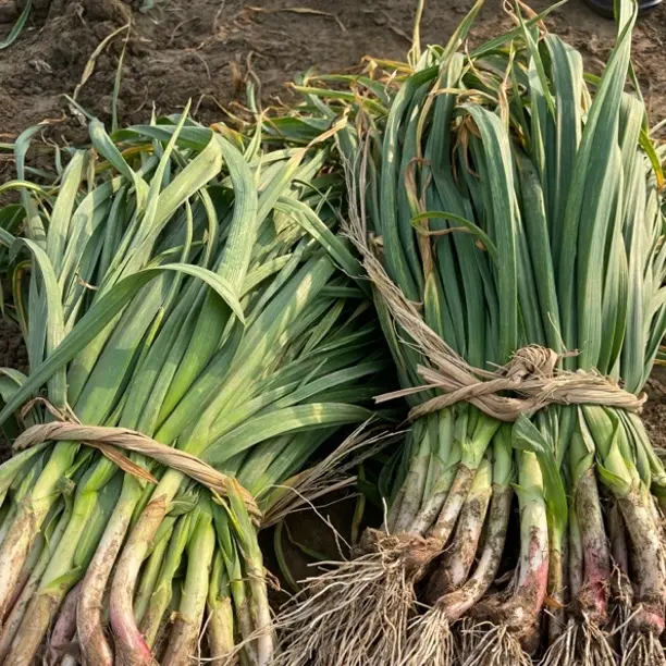 农家自种老品种红皮蒜苗现挖新鲜露天种植蒜香味浓应季蔬菜