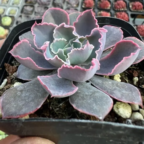 晚霞之舞多肉植物易爆盆群生萌肉肉办公室创意花卉绿植盆栽