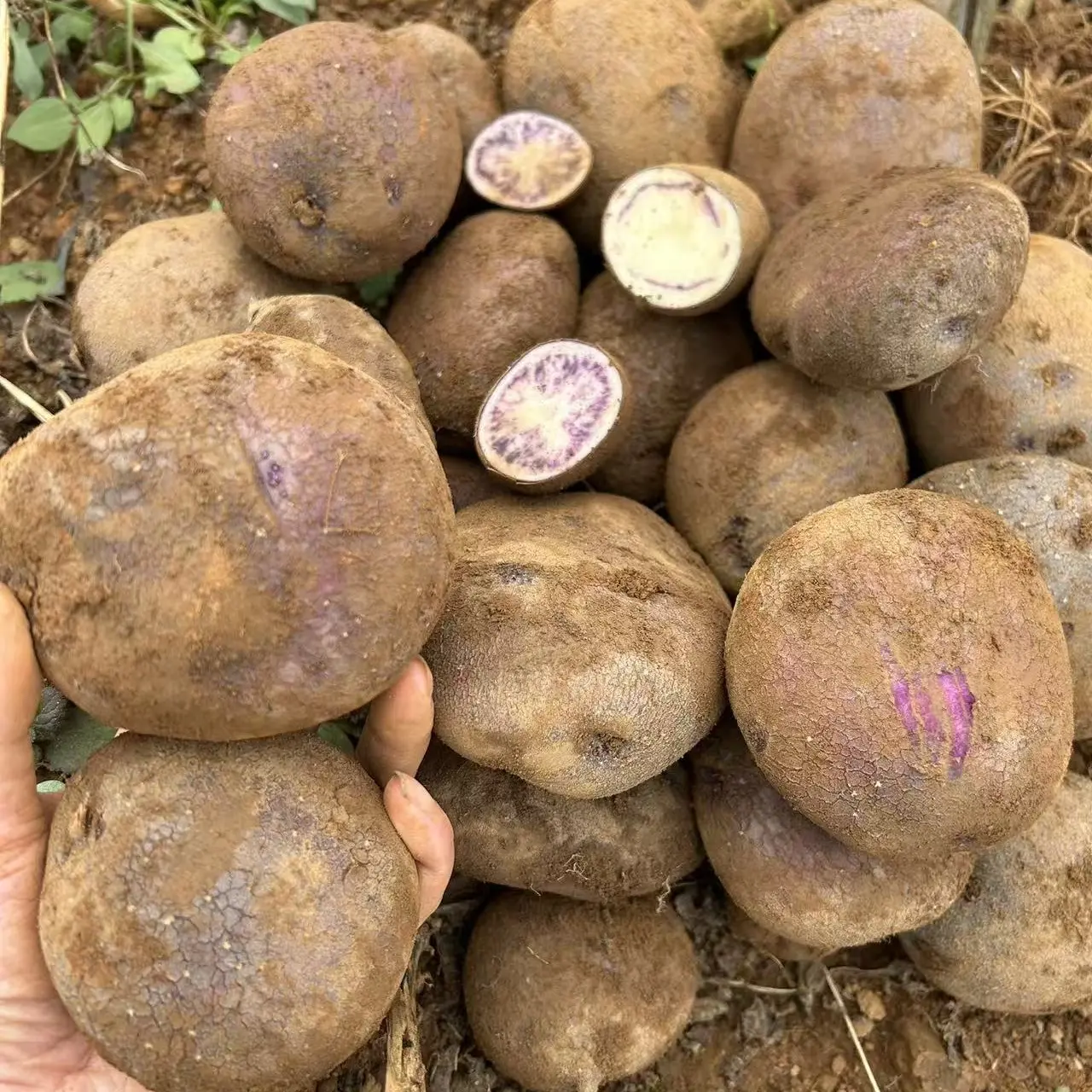 云南高山小黑洋芋现挖新鲜紫皮乌心土豆七彩土豆当季蔬菜马铃薯