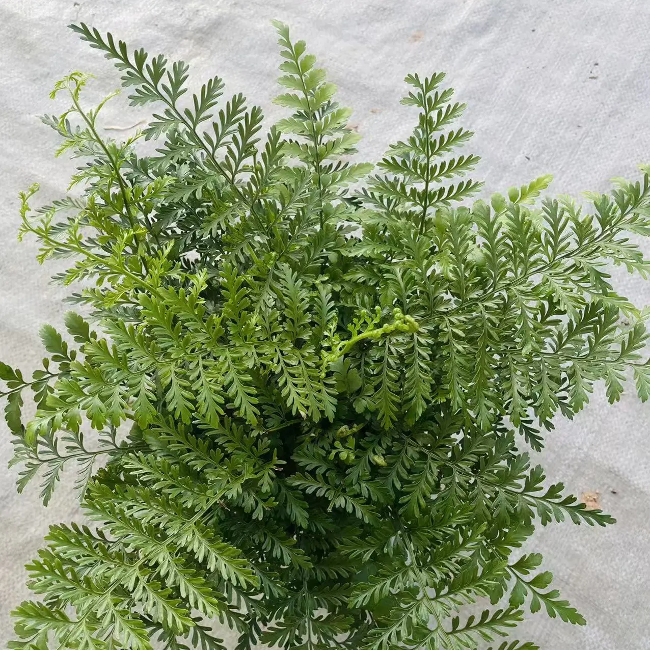 吉姆蕨盆栽室内耐阴绿植四季常青净化空气观叶植物好养活