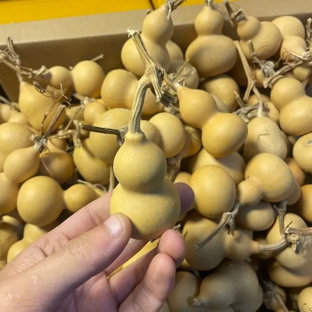 小葫芦可盘玩不保龙头39.9米14个，个别微瑕