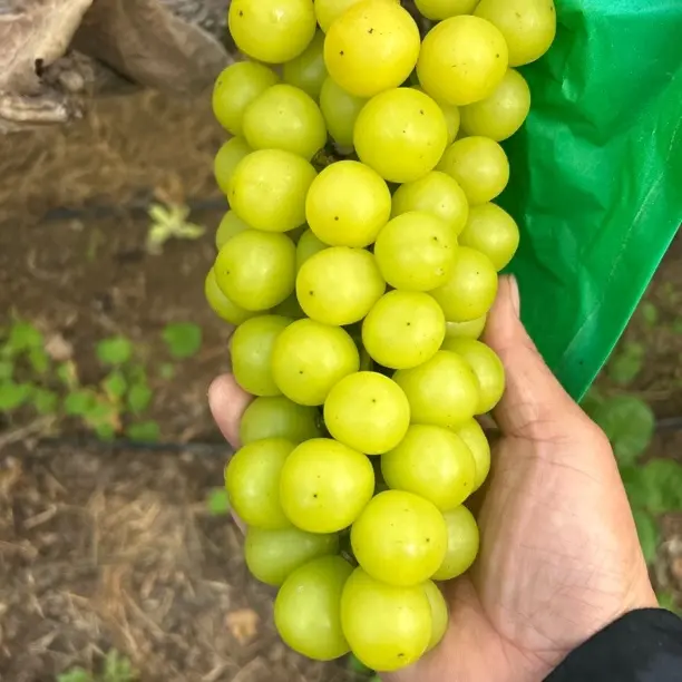 自家果园  挂树晴王  自然成熟  香甜可口  没有狠活  残留是零