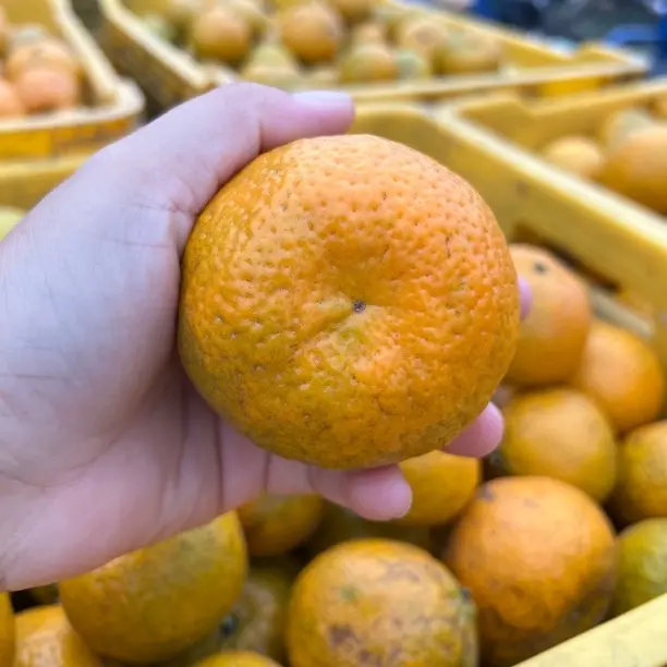 【三江产区】14年老树驳枝二红干皮果小皮薄介意谨拍