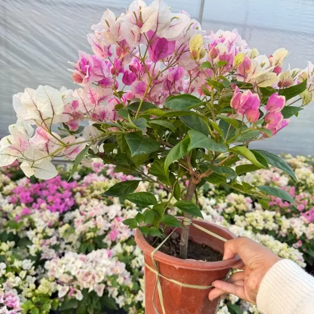 【保温链接】花蝴蝶三角梅四季勤花