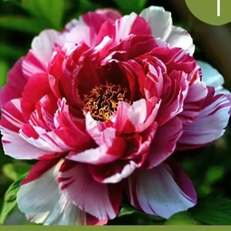 岛锦重瓣观赏牡丹重瓣千层适合庭院地栽盆栽花卉