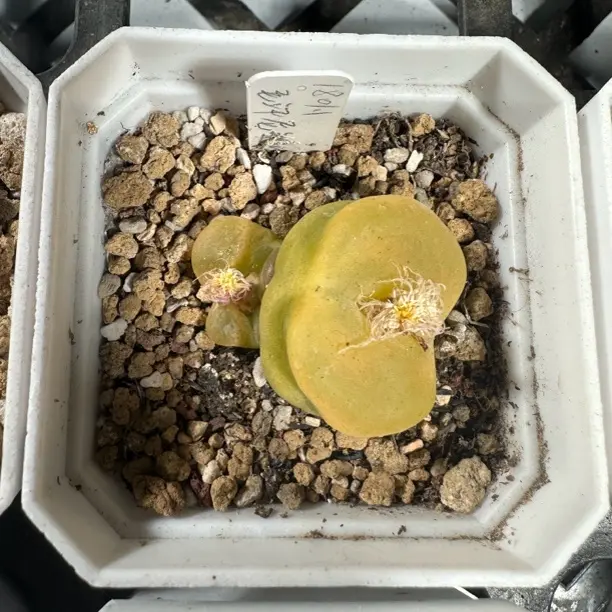 多肉植物福利毛汉尼母本897