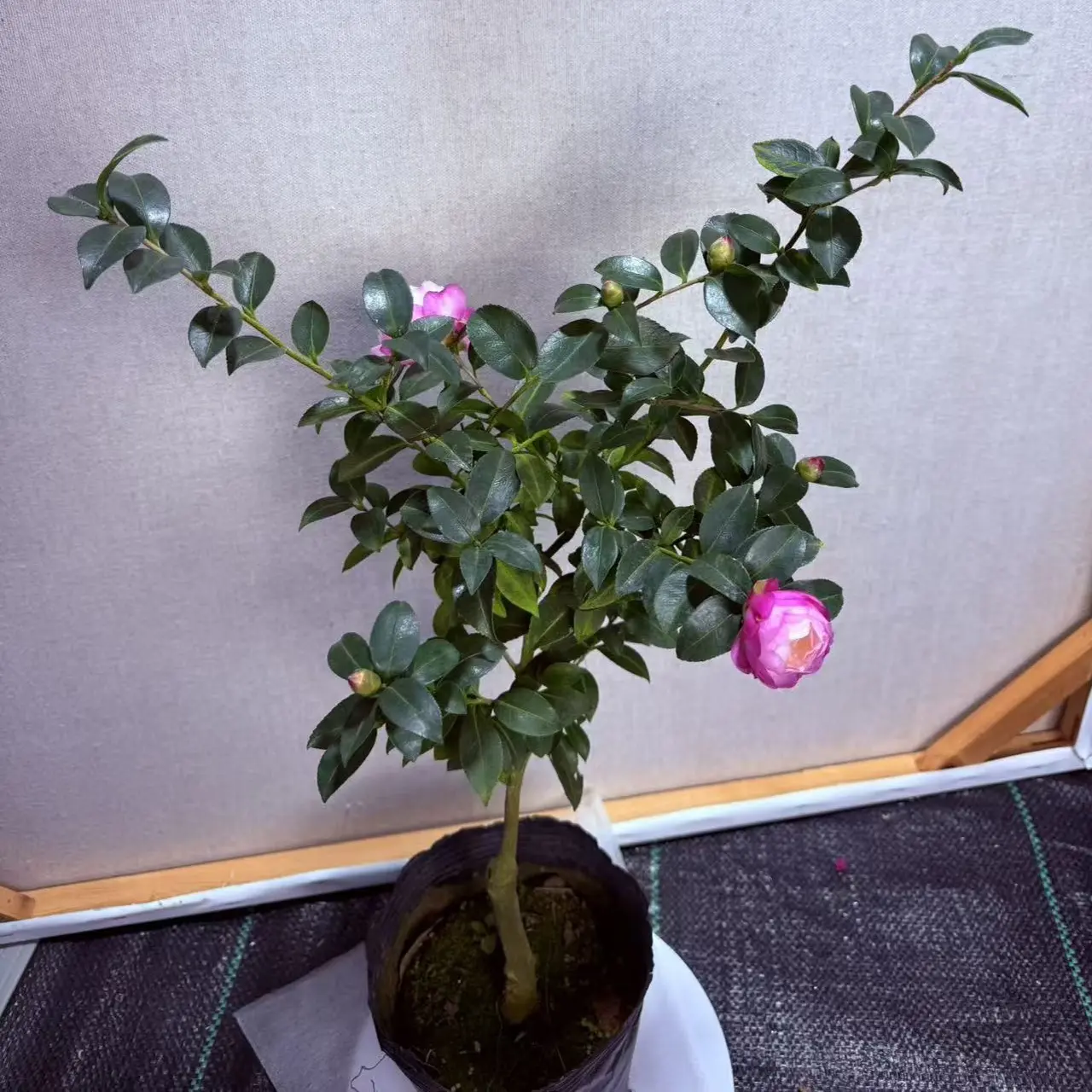 多年老桩嫁接茶梅粉色伊甸园茶花盆栽室内阳台冬季耐寒花卉绿植