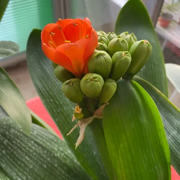 带花苞君子兰大苗原盆原土当年开花四季常青好养室内绿植盆栽