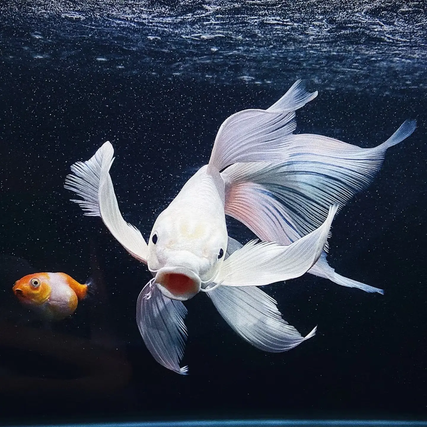 30～35公分纯种普身长尾白蝴蝶鲤观赏鱼冷水鱼好养耐活