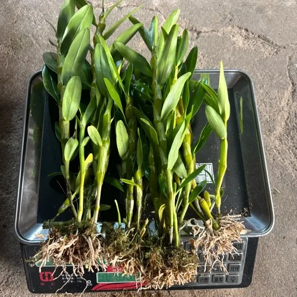 高山黄杆金钗散苗高苗子半斤，花香花好看