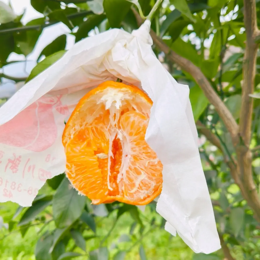 【0037S1】四川春见耙耙柑，产地直发，新鲜到家