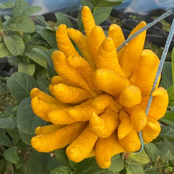 金华佛手现采现发可闻香水培干放