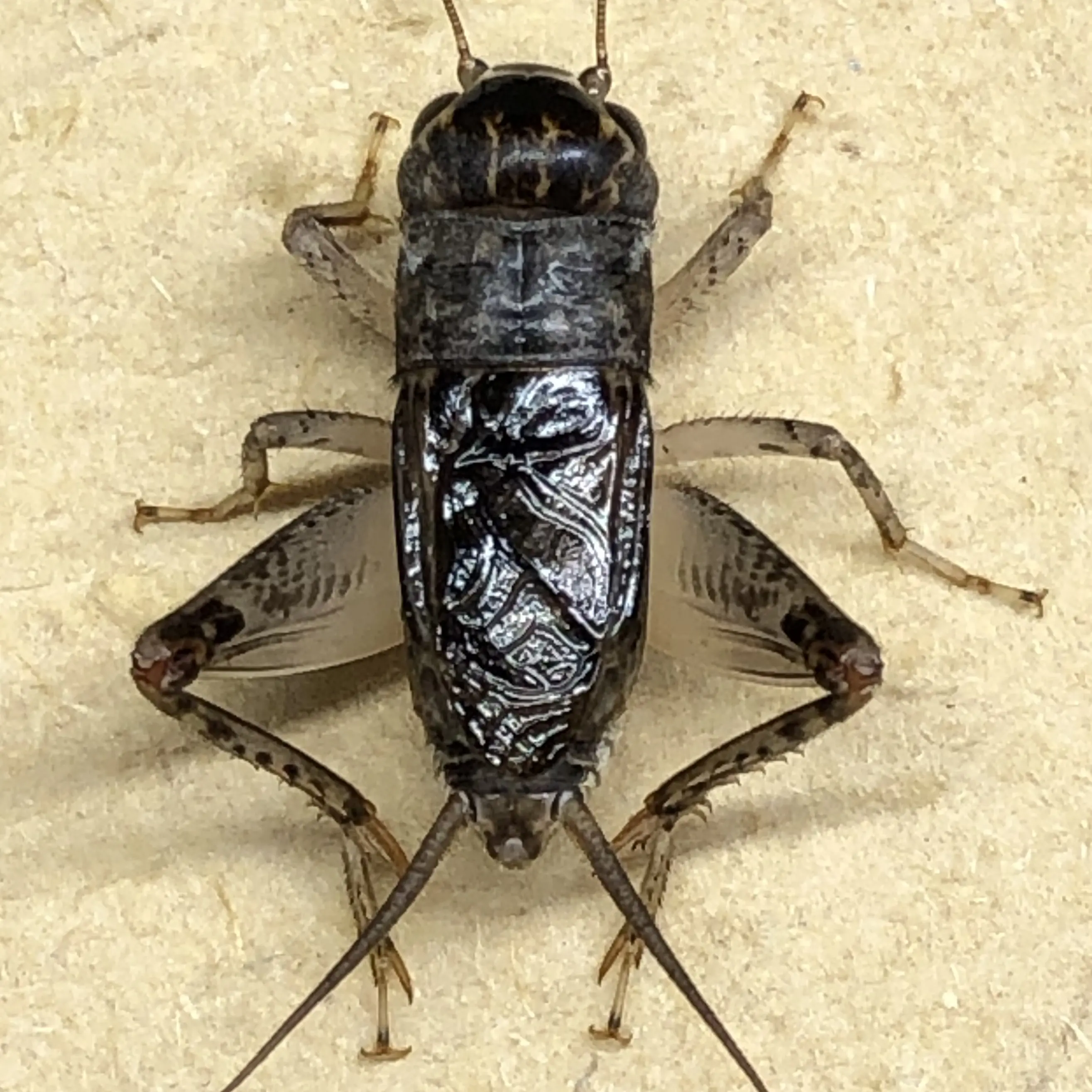 精品蟋蟀底板扎实（图片仅供参考，发货以实物为准）