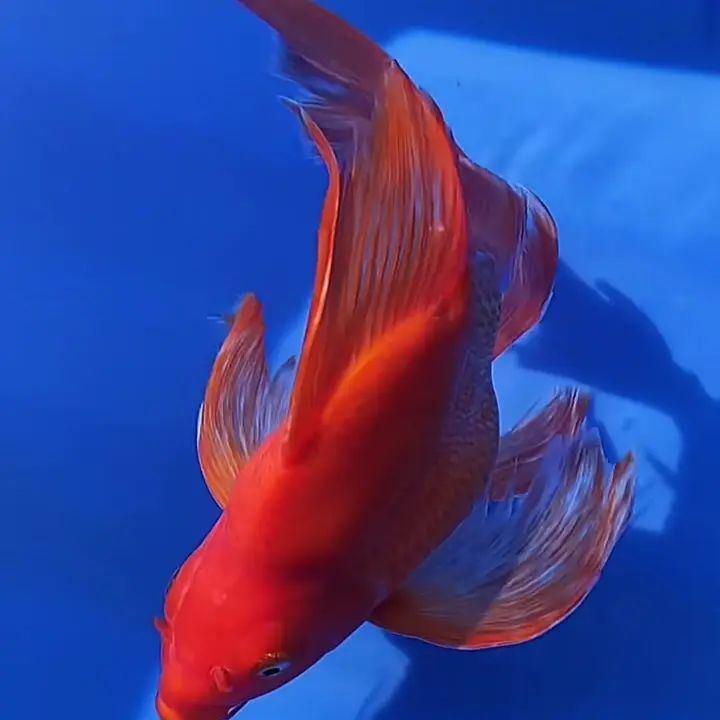 短身长尾红蝴蝶鲤大鳍大尾冷水观赏鱼好养耐活