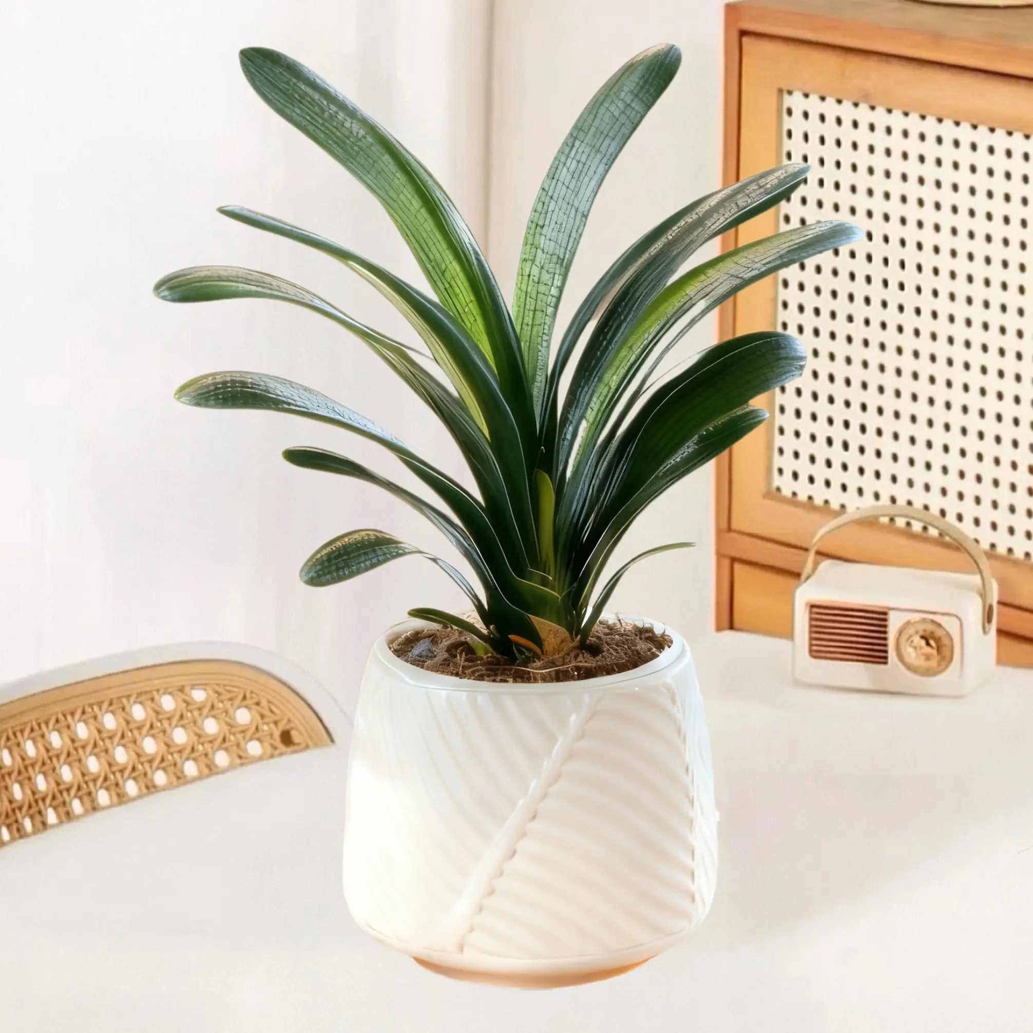 【含盆】8 - 12片叶君子兰盆栽室内花卉适合客厅办公室摆放四季常青