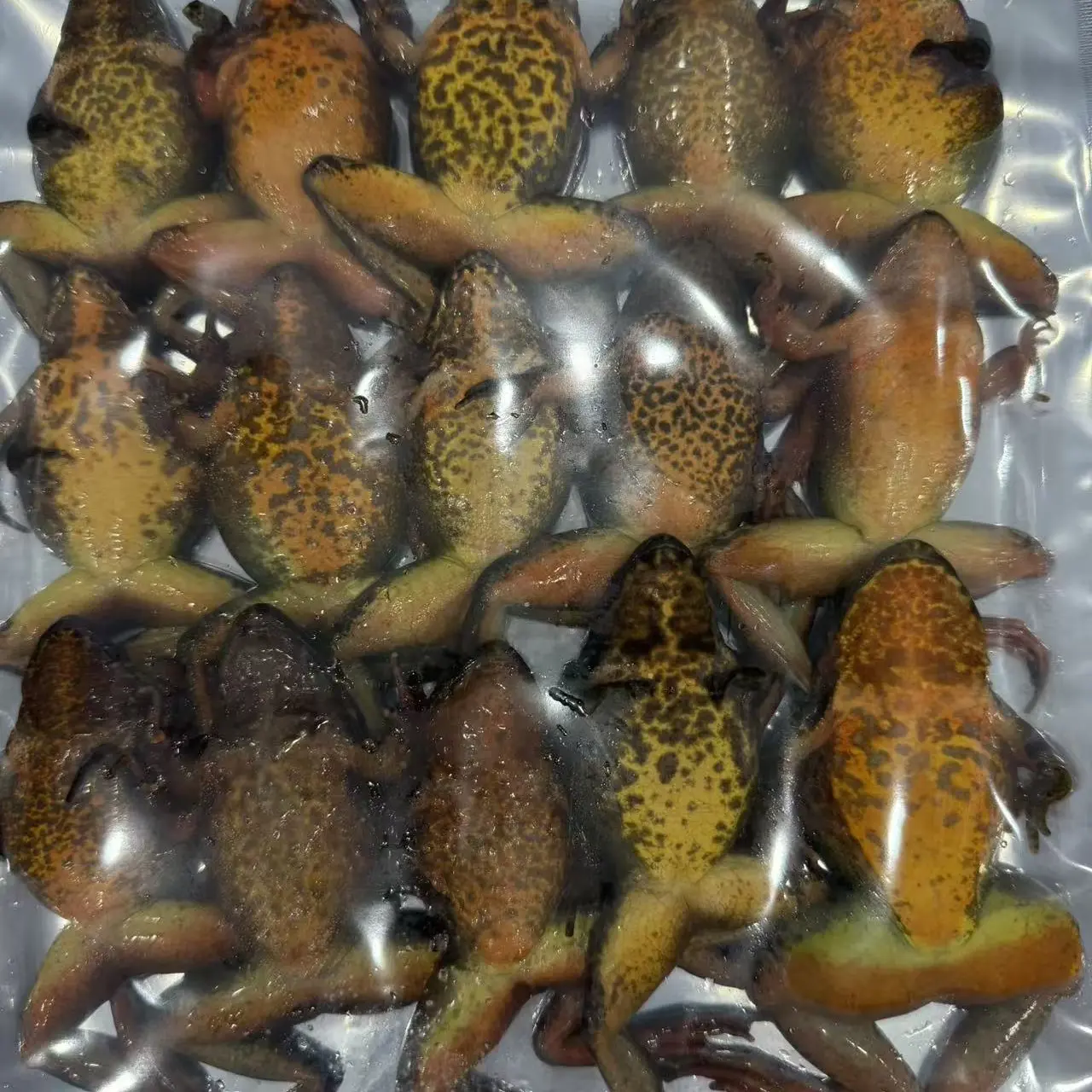 新鲜美味冻晕车母大母蛙