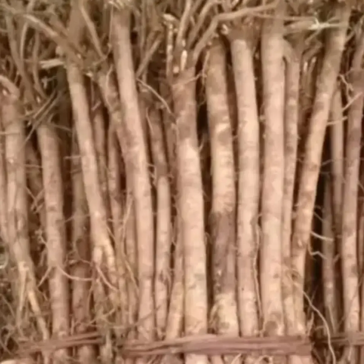 甘肃岷县农家产品新鲜黄芪