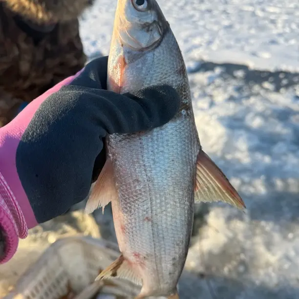 东北冷水野生黄尾鱼现场捕捞