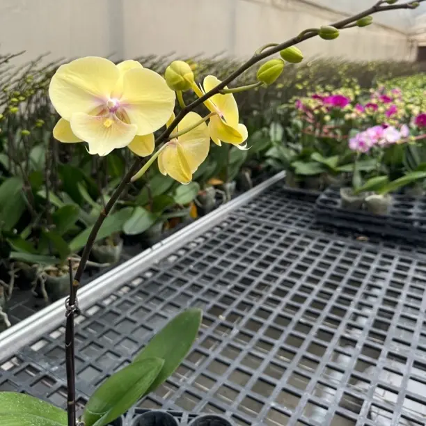 【大吉大利】3.0寸大杯蝴蝶兰基地直发带花带花苞发货